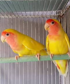 Common Lutino breeder pair