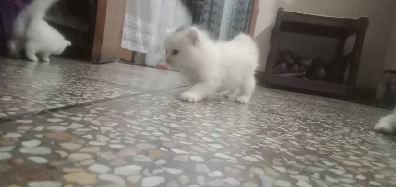 Kitten cat/white kitten/kitten lover /kitten for sale/lahore 0