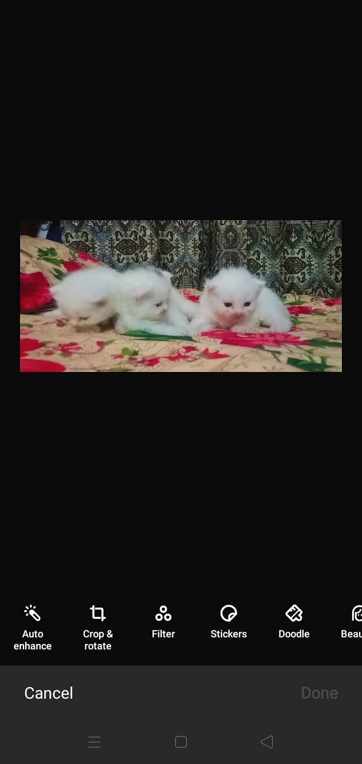 male /male Kitten's/male kitten/ 2