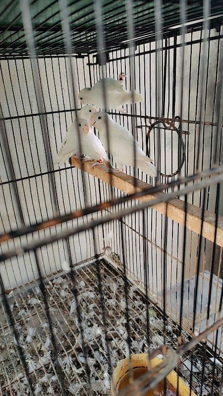 Breeder pair for sale paper white Albino pair 2