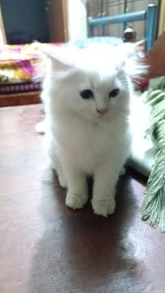 Full white Persian breed for sale