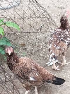 Aseel hens high quality for urgent sale