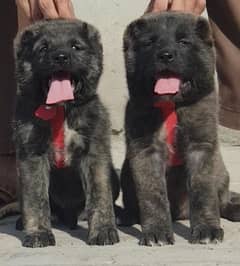 Turkish kangal dog fare 2 month for sale cargo all Pakistan