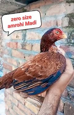 Amrohi zero size madi