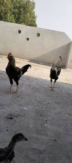 two male desi for sale