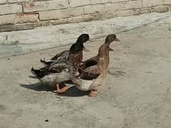 Pair of ducks