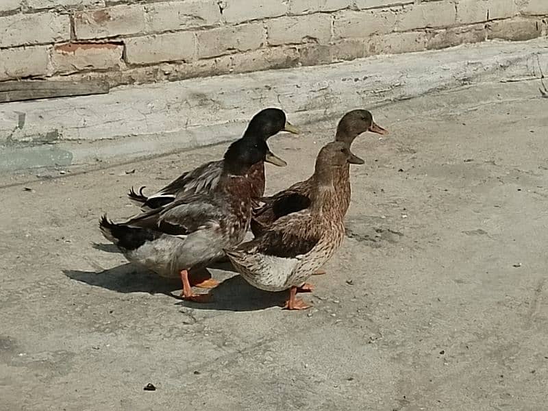 Pair of ducks 0