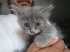 Persian kittens for sale 0