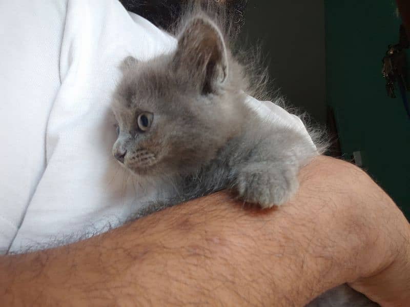 Persian kittens for sale 1