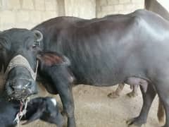 Buffalo / Friezan / dasi cow / بھینس /cow for sale 0