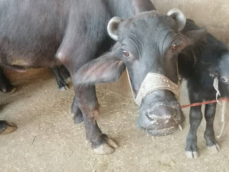 Buffalo / Friezan / dasi cow / بھینس /cow for sale 1