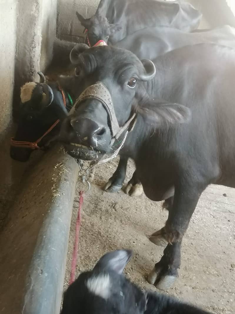 Buffalo / Friezan / dasi cow / بھینس /cow for sale 3