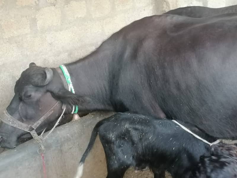 Buffalo / Friezan / dasi cow / بھینس /cow for sale 4