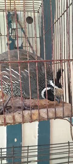 Celifornia Quail For Sale