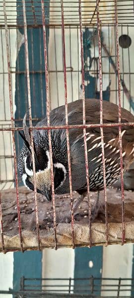 Celifornia Quail For Sale 1