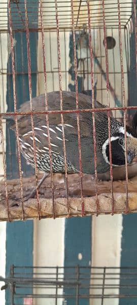 Celifornia Quail For Sale 2