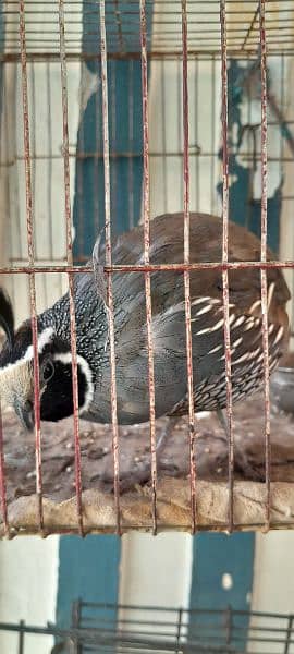 Celifornia Quail For Sale 3