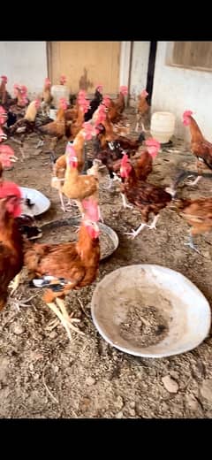 Golden Misri | Silver Golden | Hens | Murgay | Cheap desi murgay