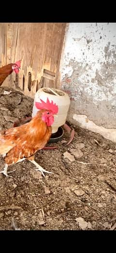 Golden Misri | Silver Golden | Hens | Murgay | Cheap desi murgay