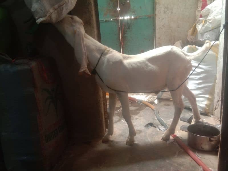 Golabi Bakra 0