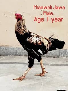 Aseel Jawa / Mianwali / Breeder'/ Hen / Murga / Rooster /اصیل مرغا