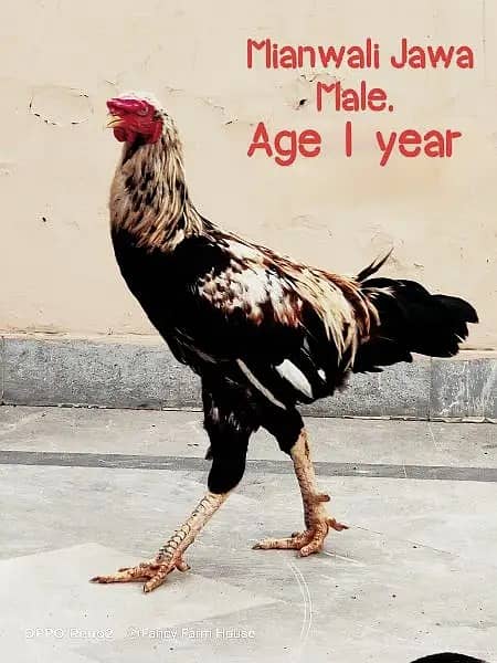 Aseel Jawa / Mianwali / Breeder'/ Hen / Murga / Rooster /اصیل مرغا 3