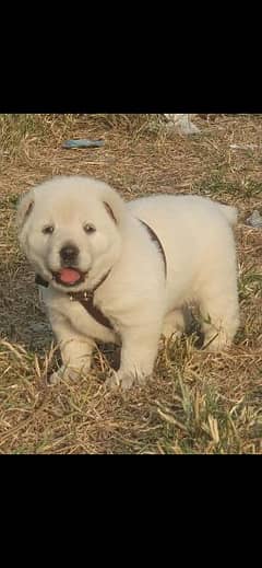 pure afghan kuchi male puppy urgently sale