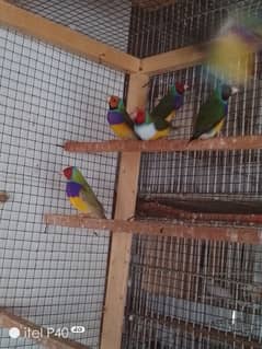 gouldian pair for sale