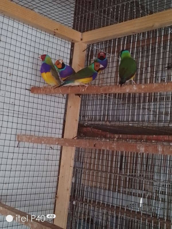 gouldian pair for sale 2