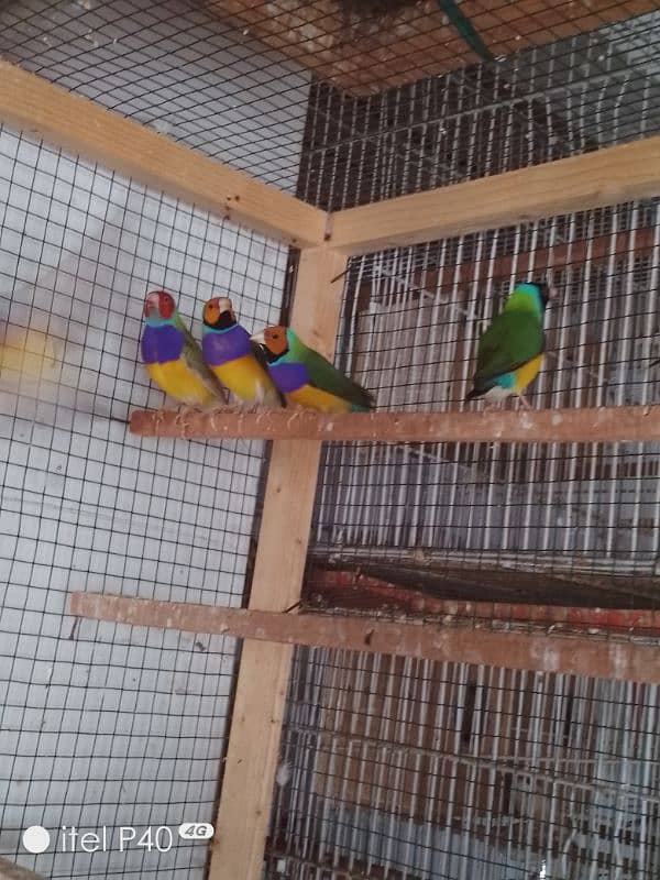 gouldian pair for sale 3