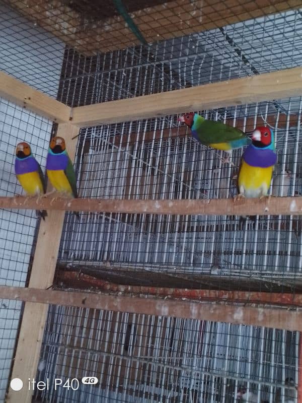 gouldian pair for sale 4