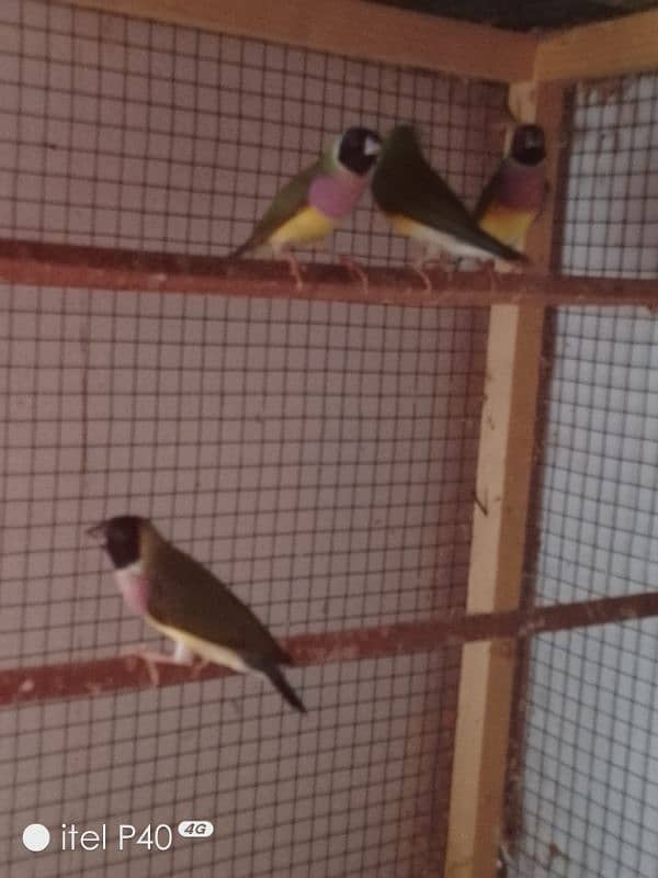 gouldian pair for sale 5