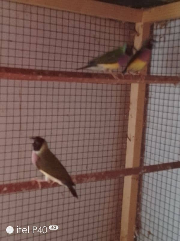 gouldian pair for sale 7