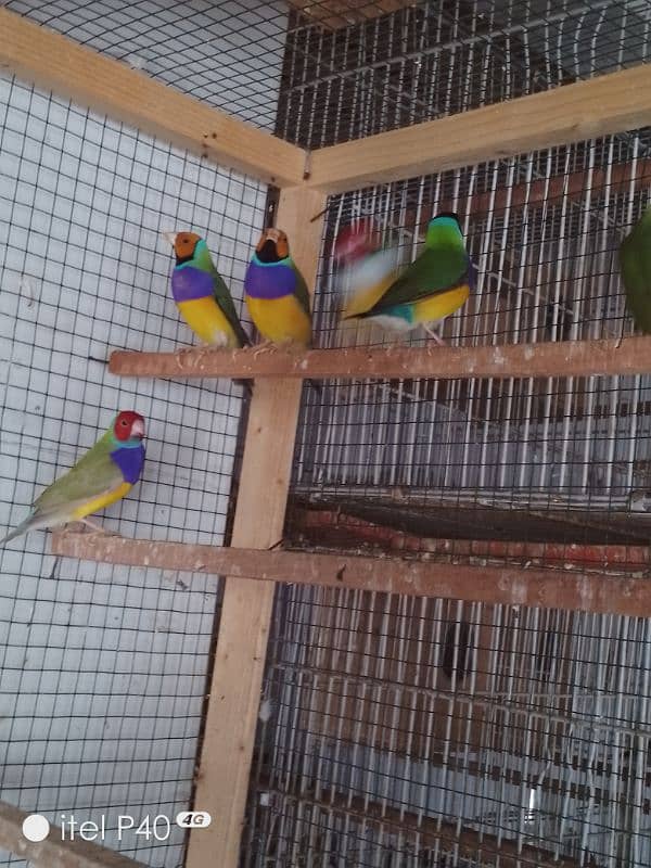 gouldian pair for sale 8