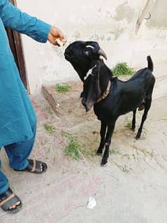 pure black bakra