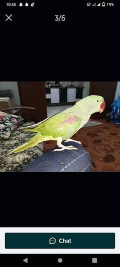 Raw parrot urgent sale karna hy