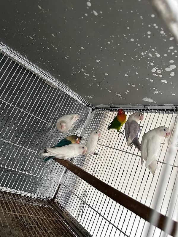 love bird /albino/blackeye/redeye/split/albino 2