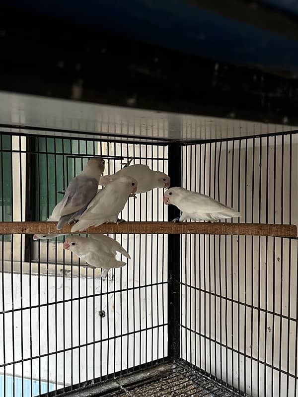 love bird /albino/blackeye/redeye/split/albino 5