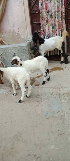 Baby sheeps