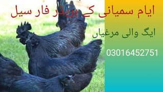 ayam cemani chicks and bredars egg link