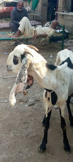 dodh dene wali bakri 0