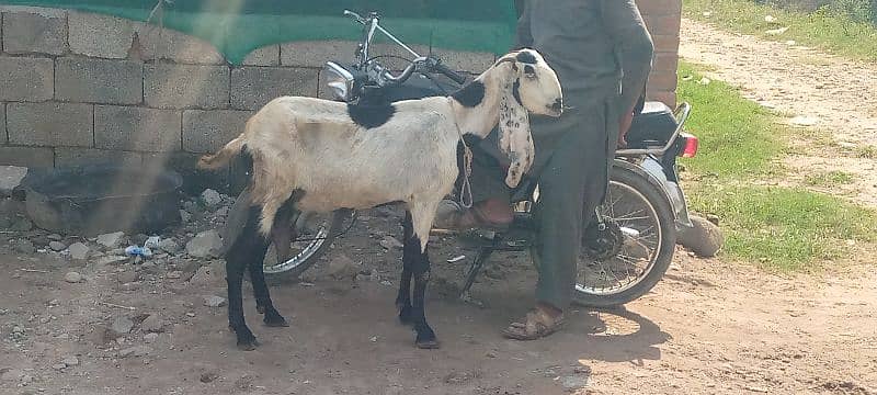 dodh dene wali bakri 1