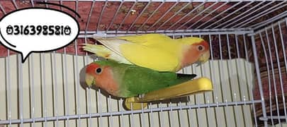 Lotino Breeder Pair