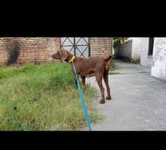 German  pointer female quality 10/10