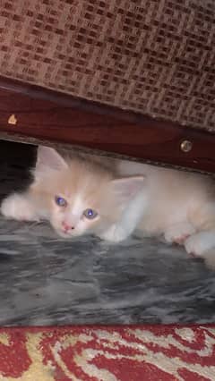 2 Persian kittens for sale