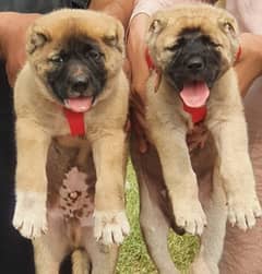 Turkish kangal | Turkish kangal Pair | security dog