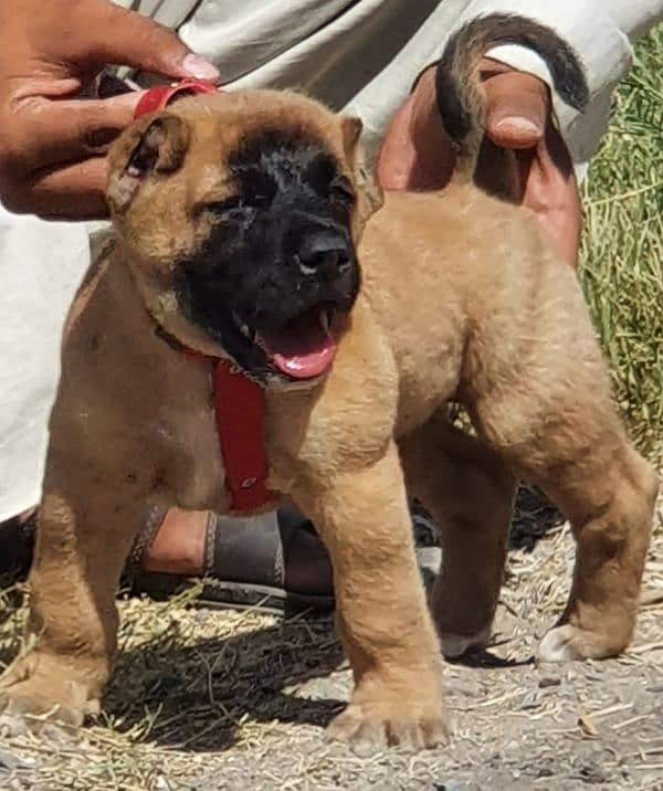 Turkish kangal puppies for sale WhatsApp 03410928013 1