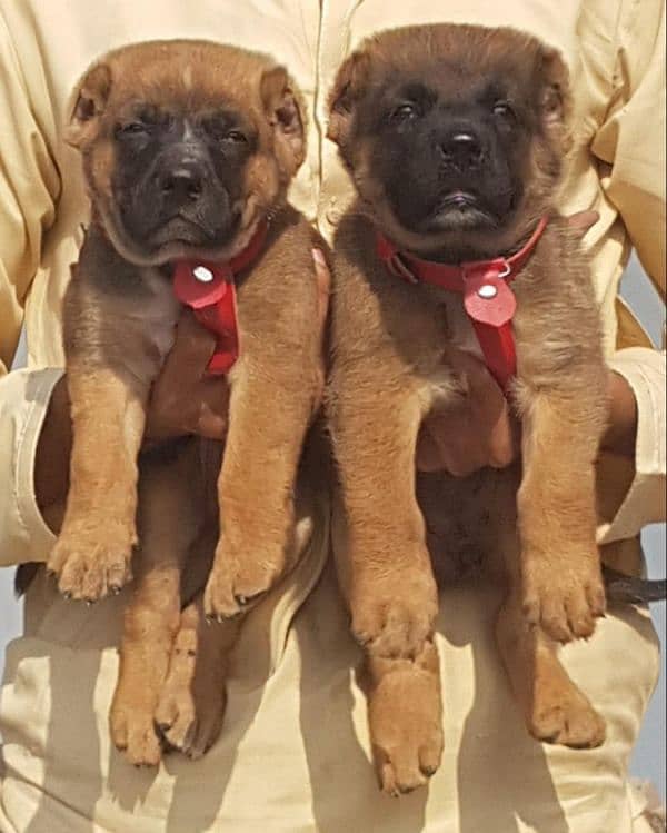 Turkish kangal puppies for sale WhatsApp 03410928013 3