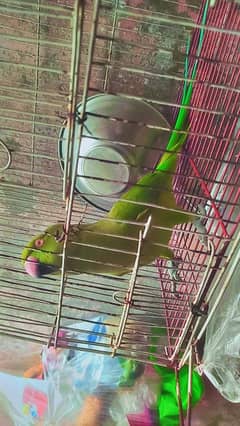 parrot for sale female