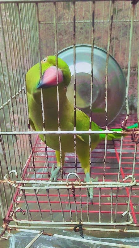 parrot for sale female 1